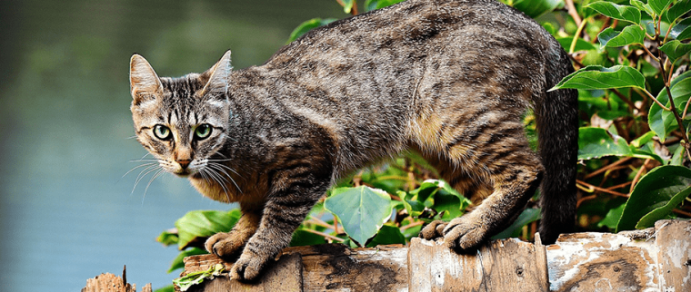 Dressage de chat